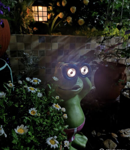 The Frog Solar Lamp photo review