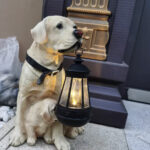 Dog Solar Lamp photo review